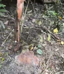 Forest department's action questioned, felling culprits still free