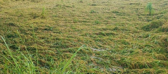 Rain damages paddy crop, farmers worried