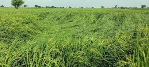 Rain brings relief, crops fall due to strong winds