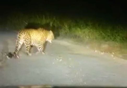 Leopard spotted near Pujarli school, villagers in panic