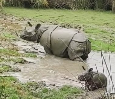 Female rhino Deepika gives birth to a baby, happiness in Dudhwa