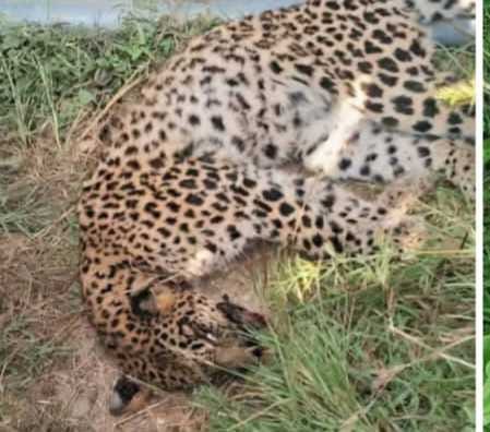 Leopard cub found dead in Bhadrana