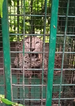 Female leopard captured in cage in Tayyabpur, villagers gather in large numbers