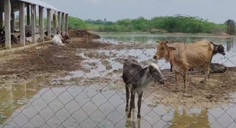Mitrasen Kahinjari cowshed flooded due to rain