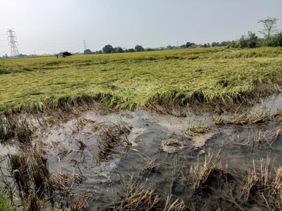 In Kutri and Gauhar Patia villages, drain water entered the paddy fields.