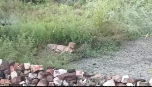 सुभाष पुरा गांव में पहुंच चीता एक खेत में