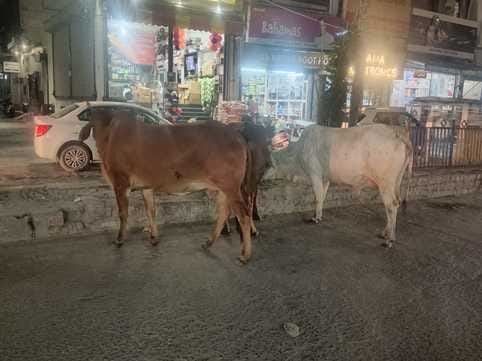 Animals are being left behind till Dabwali, 60 km away.