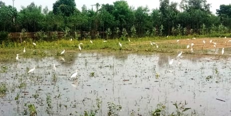 Hundreds of acres of crops submerged as canal water filled the fields