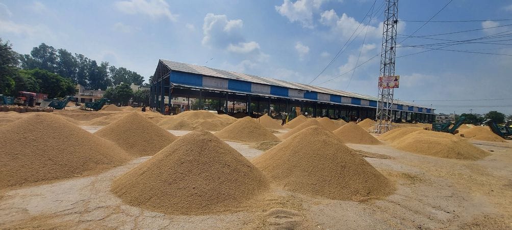 Arrival of paddy increased in Narwana Mela Mandi, purchase also increased