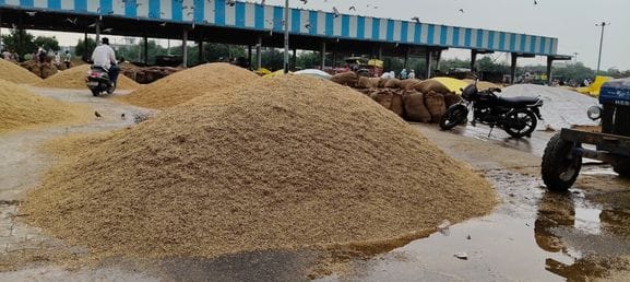 Rain soaks paddy again, 3,000 quintals remain unsold