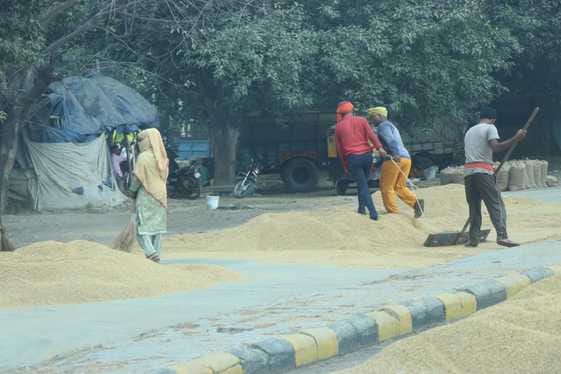 The slow pace of paddy harvesting has left farmers in distress.
