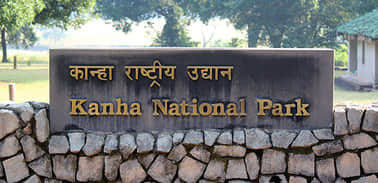 Mandla News: Mysterious death of tiger and two cubs in Kanha Tiger Reserve