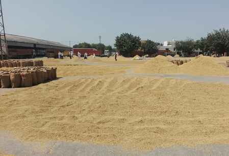 Rise in arrival of paddy in the markets