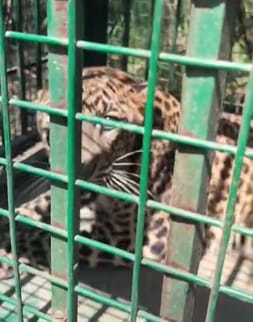 Another leopard caught in a cage