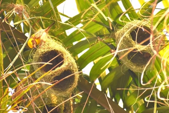 Dudhwa is not only rich in natural beauty but also in biodiversity.