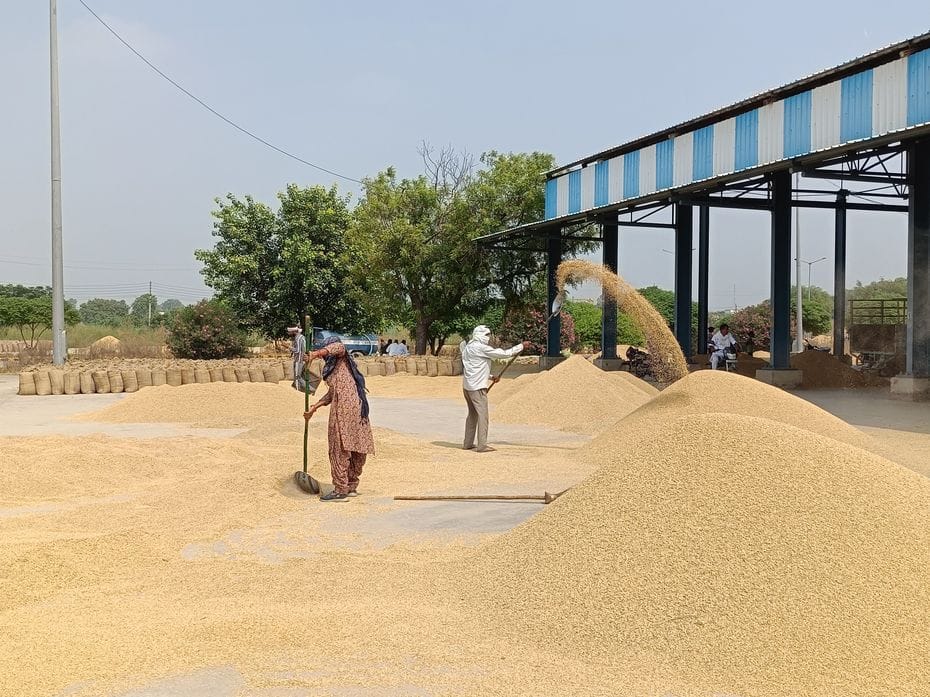 Arrival of 1509 paddy increased in Uchana Mandi.