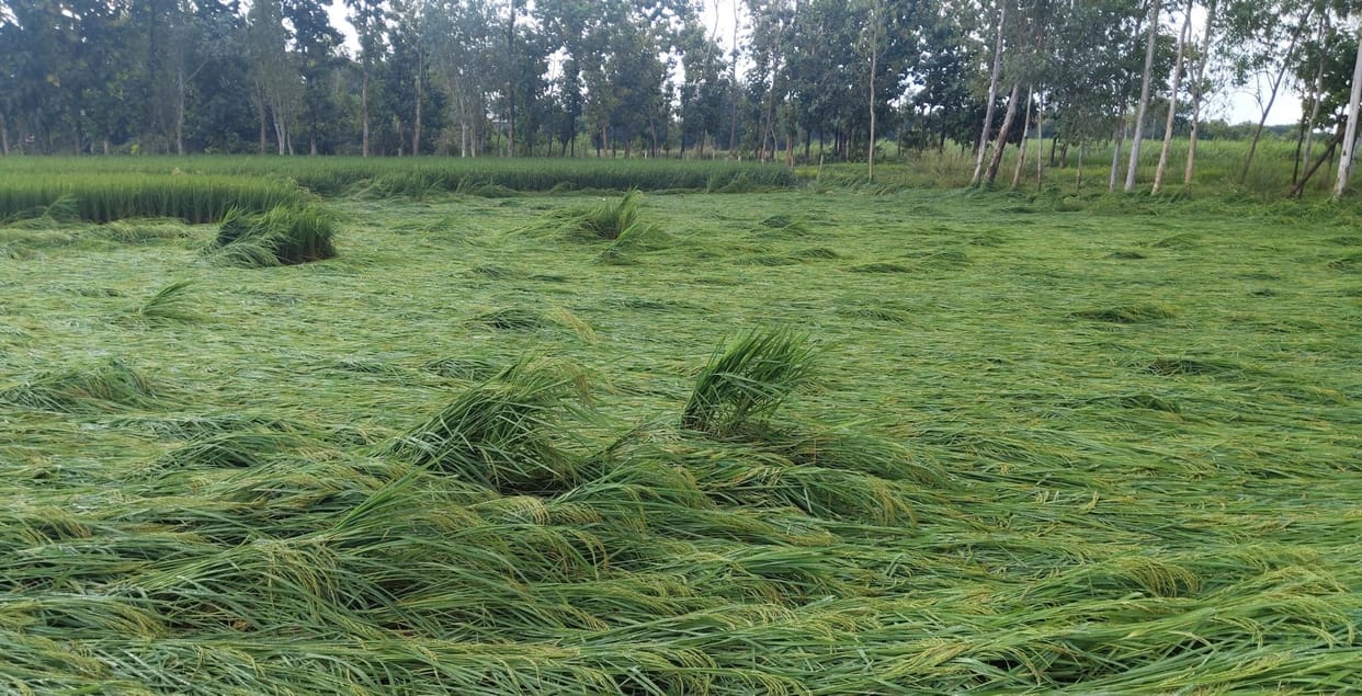 Rains spell disaster for paddy, benefits late-season cultivation