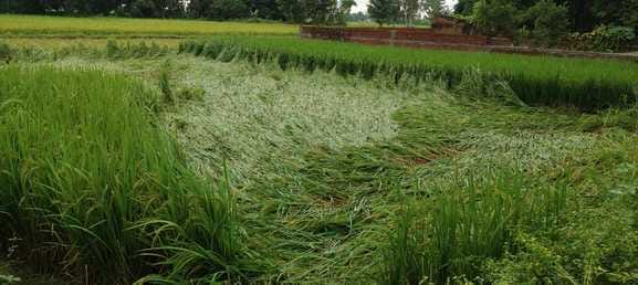 Rain and wind increased the worries of farmers.