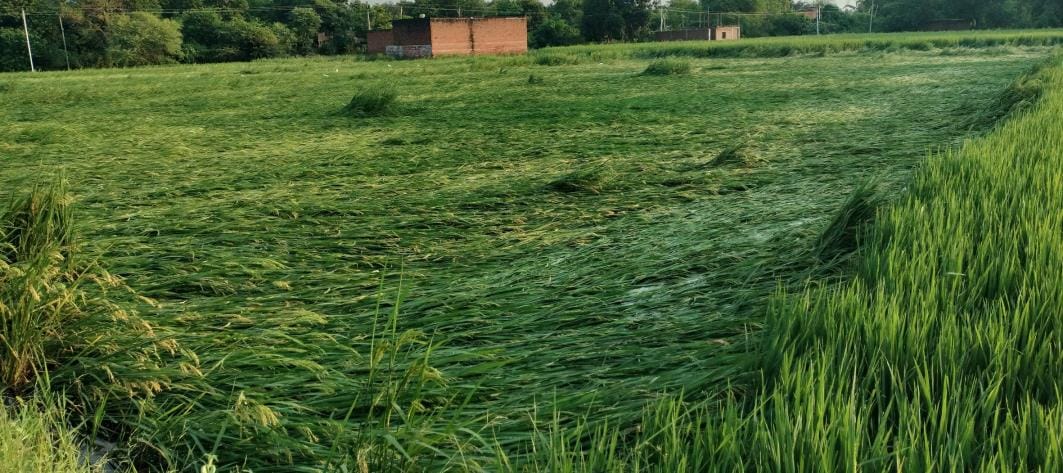 Paddy crop fell due to strong wind and rain