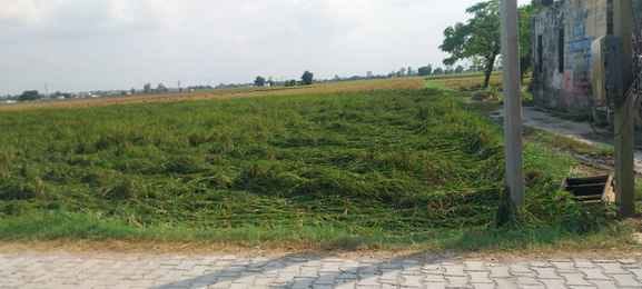 Heavy rain accompanied by strong winds leaves paddy fields strewn, farmers disappointed