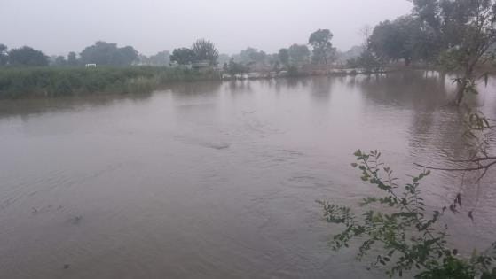 150 bigha crops submerged due to cutting of Rajbaha track