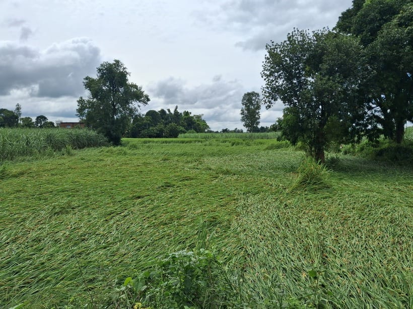 Rain and strong winds damage paddy and sugarcane crops, farmers worried