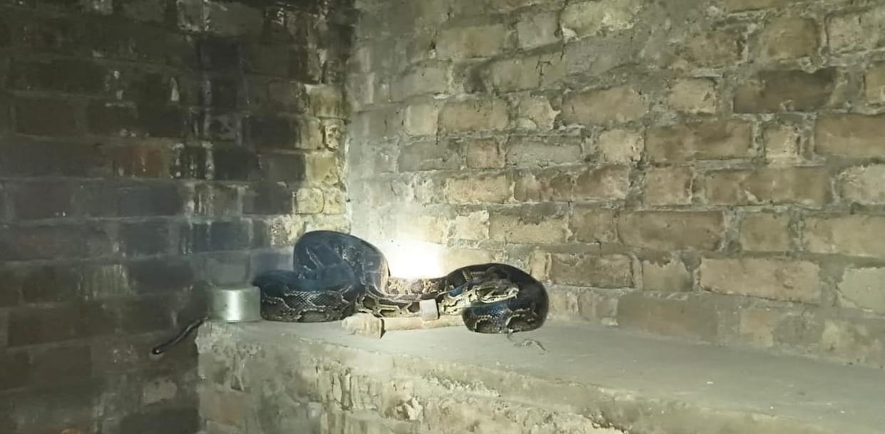 12-foot python enters house