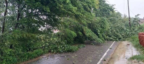 Dozens of trees and 40 poles fell, disrupting power supply.