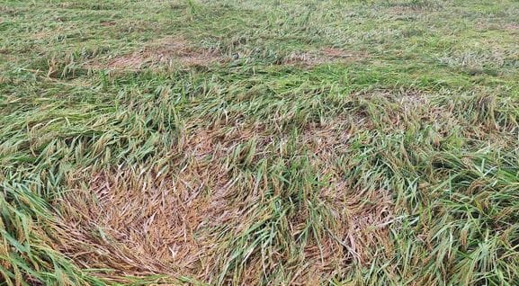 Rain destroys paddy crop, farmers seek compensation