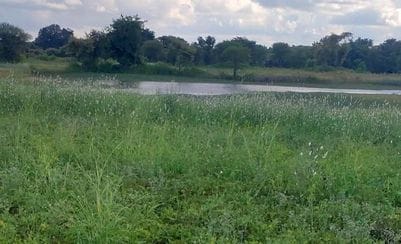 Rain worries farmers, peanut crop begins to rot