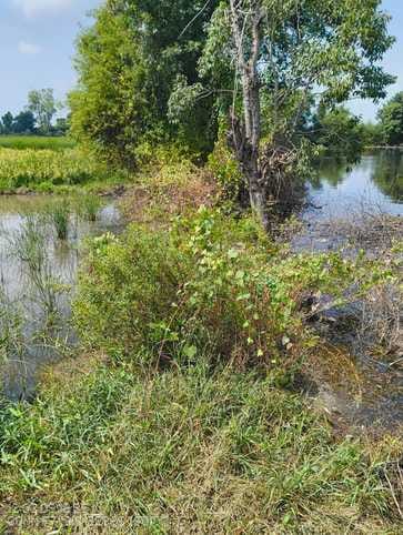 The pond overflowed due to lack of cleaning, filling the fields of Bhawar village with water.