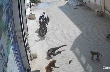 Monkeys bite a child in Malviya Nagar