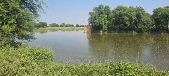 The water level in the fields increased by 4 to 5 inches, neither did the water decrease nor did it cause any problems