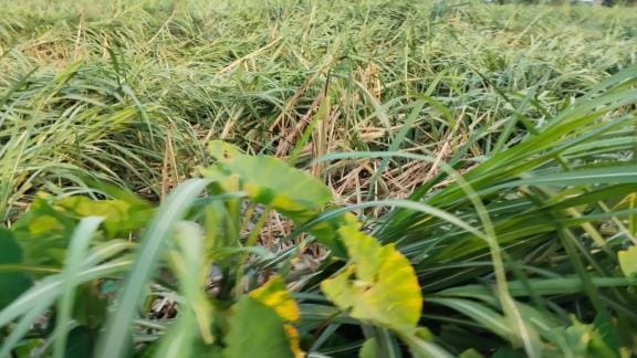 Rain damages crops, but higher-elevation fields benefit.