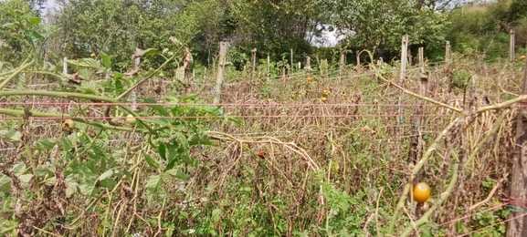 Tomato plants are affected by a devastating disease