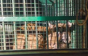 After the tigress, the tiger has also been caught.