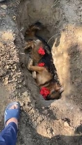 Kajal saved her master's life by sacrificing her own.
