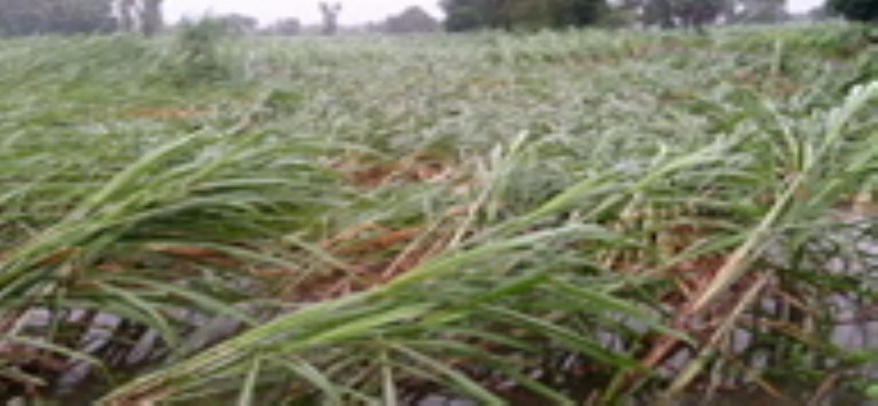 Sugarcane, paddy and banana crops were severely damaged.