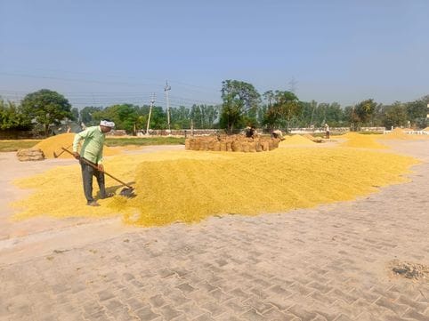 Increased arrival of paddy in the grain market of Julana
