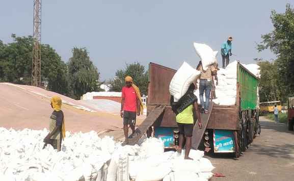Millet prices are falling due to lack of buyers in grain markets.
