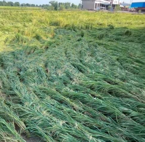 Untimely rain wreaked havoc, ruining the hard work of farmers.