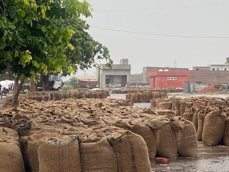Unseasonal rains have increased the worries of farmers.