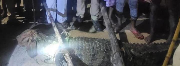 Forest department rescues huge crocodile