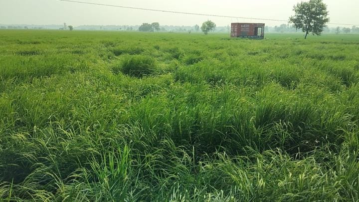 Strong winds destroyed paddy crops, waterlogging doubled farmers' problems.