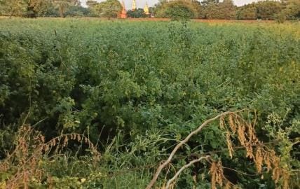 Where the homes of the poor were to be built, the guar crop is flourishing there.