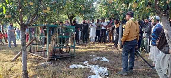 Kupwara, Wild Life, Caught Leopard, Kralkund Police