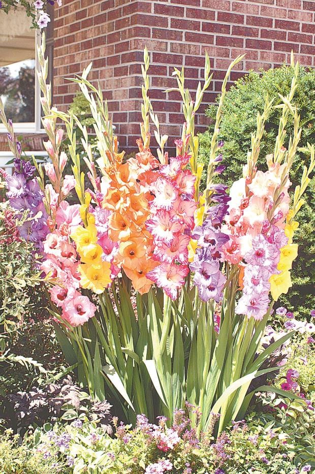 Flower business picks up pace in the market
