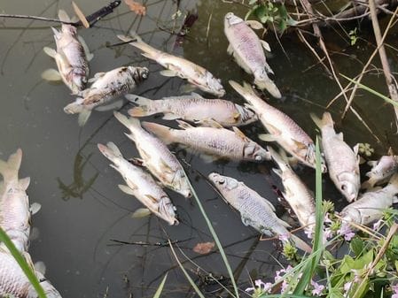 Hundreds of fish died in the pond in Thanakhas