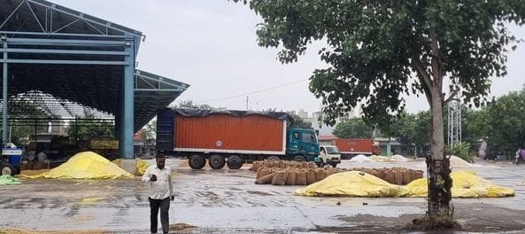 Paddy soaked in Jind, Narwana and Uchana Mandi