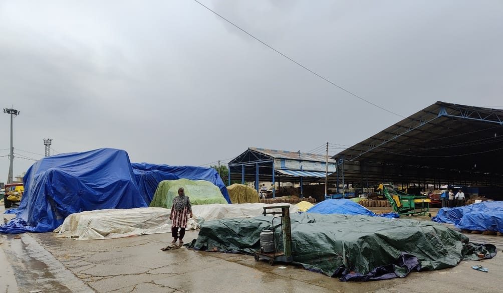 Rain wreaks havoc on farmers' crops, 30% of paddy in the markets gets soaked